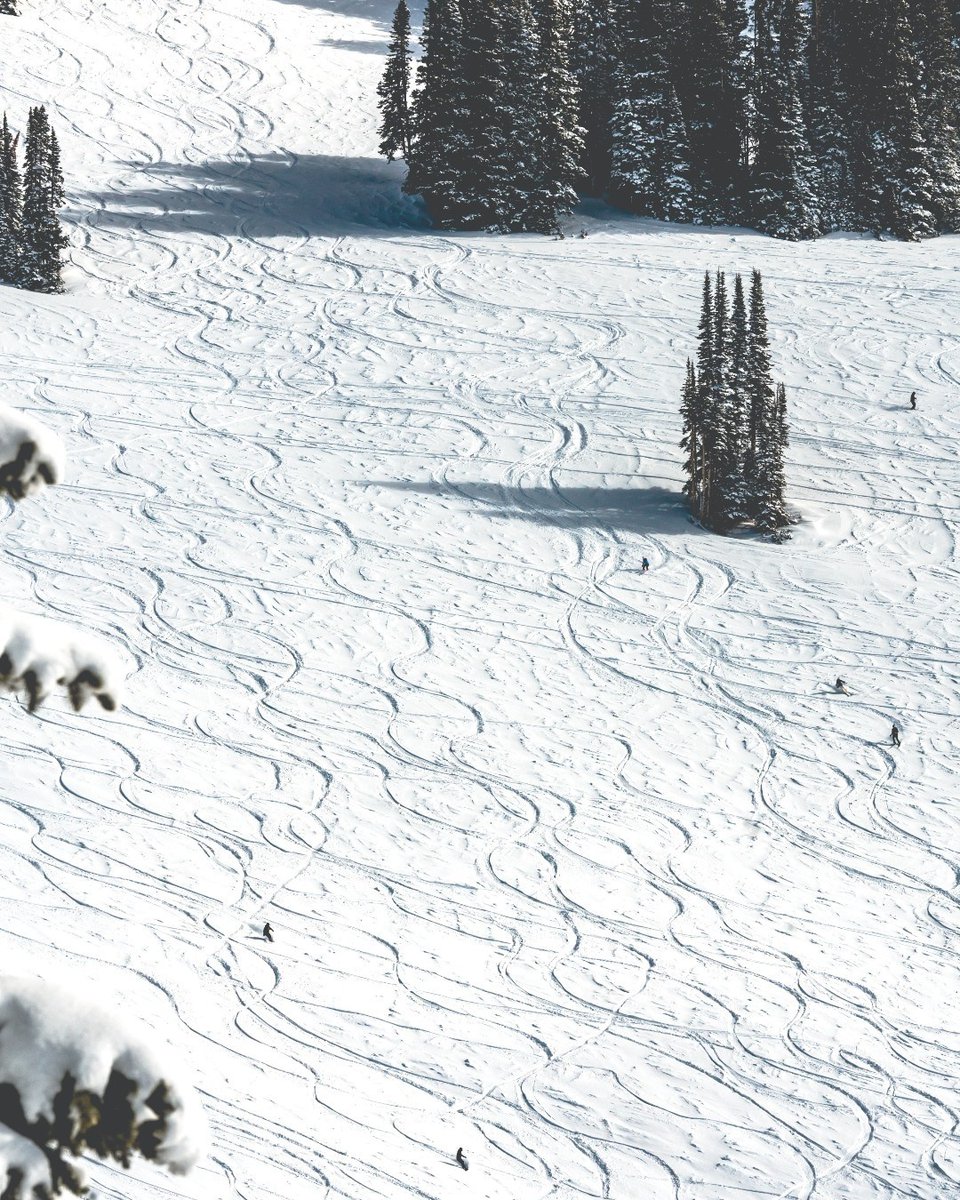 Spring ✅ Winter Over ❎  Look at these snow covered trees...❄️🏔️BOOM !!

Today I will mostly be 'working' from....

📷️ <a href="/VailMtn/">Vail</a>

#Vail #mountain #snowboarding #mountains #snow #skiing #winter #mountainlife