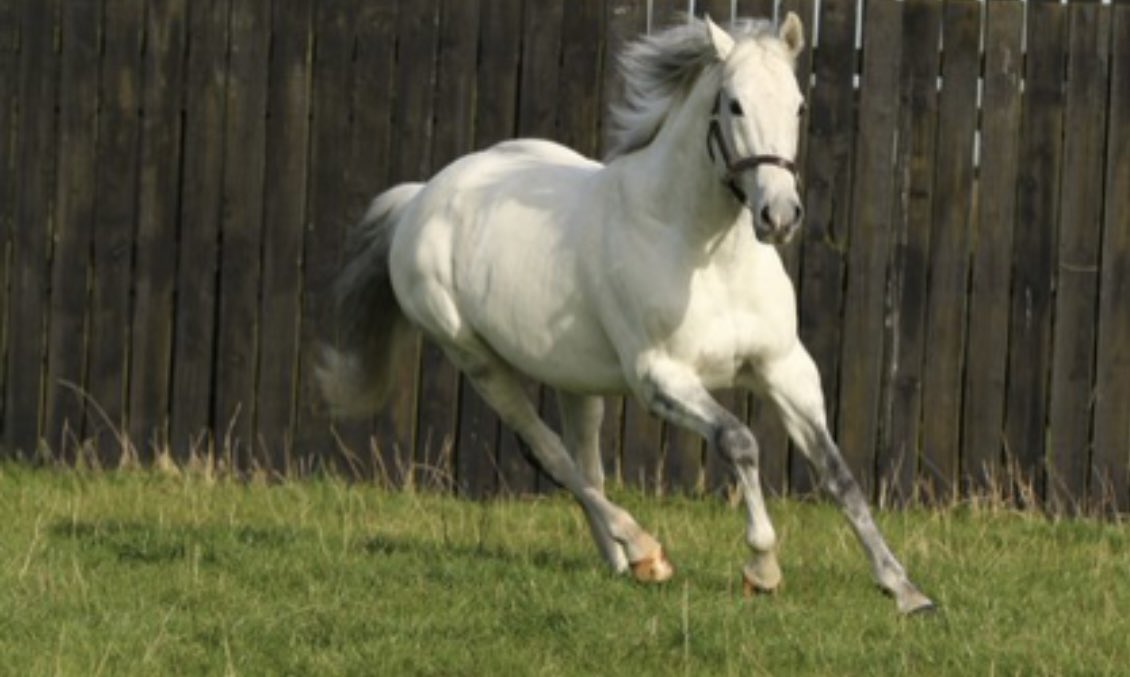 #OTD in 2005 G1 winning 2YO and G1 Champion sire of Sprinter/Milers DARK ANGEL was born!

Sire of 13 individual G1 winners, 4 individual G1 winners in 2022 including Classic winner MANGOUSTINE. 

#YourConstantSourceOfSuccess