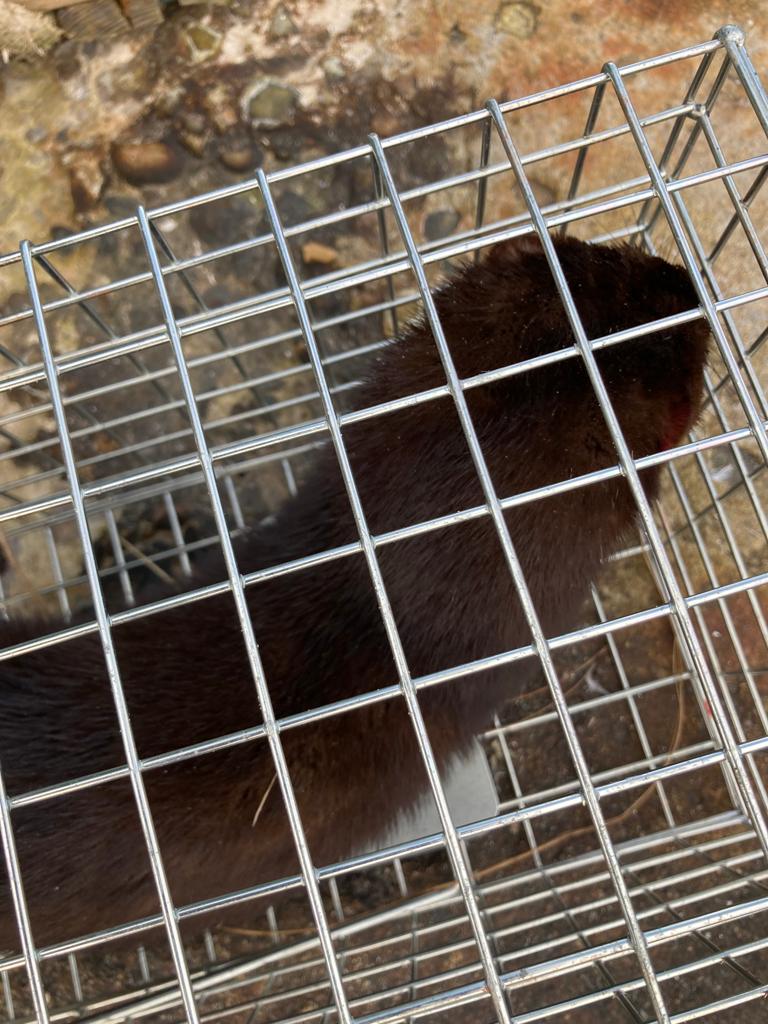 Another mink capture for the team on the river Lossie! Thank you to all our partners and volunteers who enable the important work of controlling non-native invasive species on our rivers.
@SISI_project @nature_scot @ScotGovNetZero #NatureRestorationFund @HeritageFundSCO