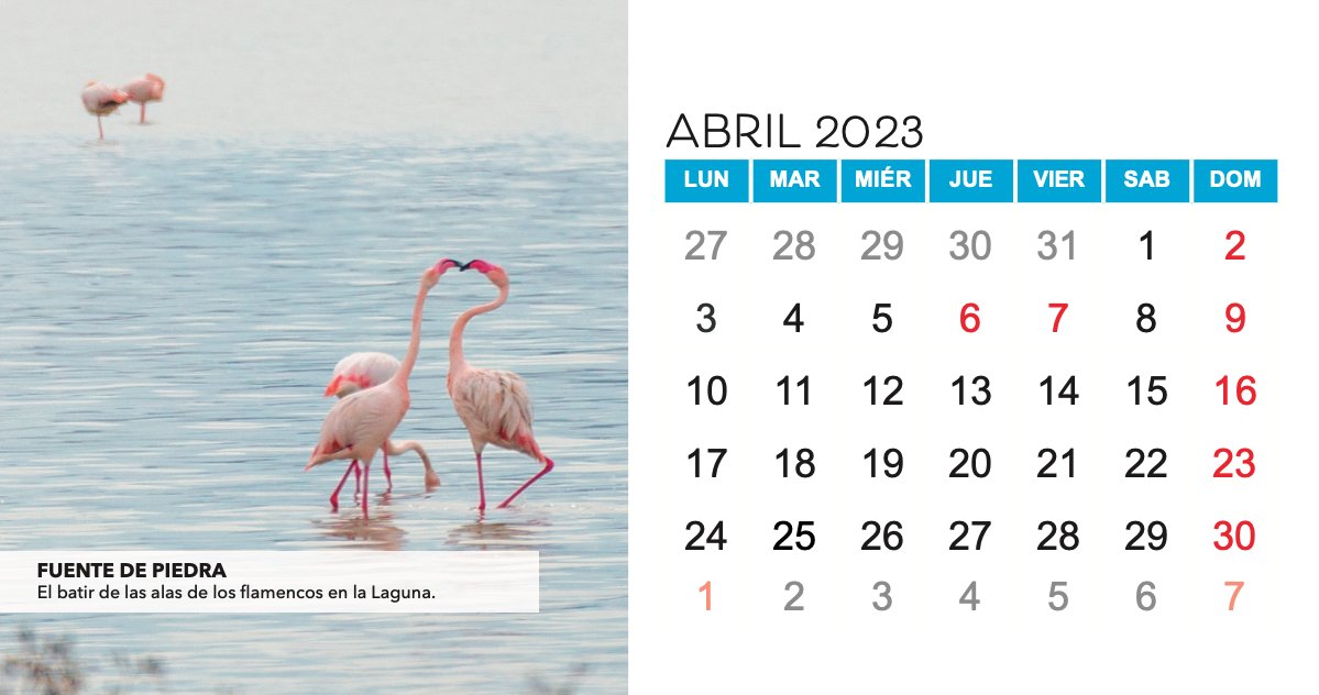 Para los que quieran conocer un lugar sonoro especial del que debemos estar especialmente orgullosos, hagan una visita a la Laguna de Fuente de Piedra, la mayor colonia de flamencos España. #RutaSonoraporMálaga