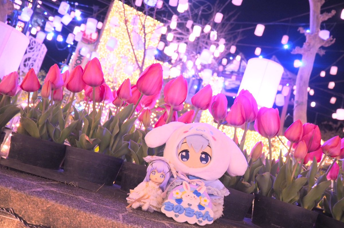 mohumaro's tweet photo. チノちゃんとチューリップとイルミネーション🌷✨

#ぬい撮り #ごちうさ https://t.co/p8sLRrfe9T