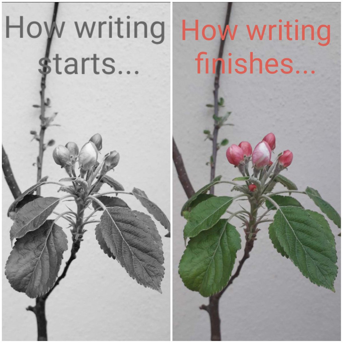 I think my writing is a lot more tangled squiggles in its infancy. It still blooms just as beautifully in the end.
#amwriting #writingcommunity #indieauthor #IndieApril #kidlit #adultromance #picturebook #novel #growth #nature
Links ⬇️