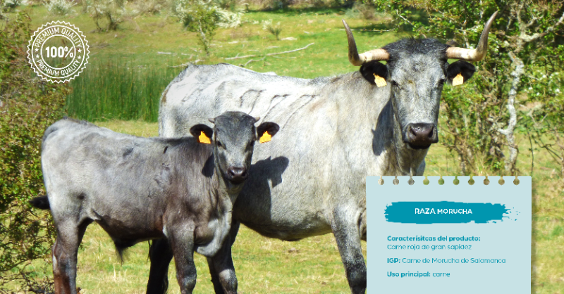 SentidoVacuno's tweet photo. Nuestra #morucha es considerada la raza con la fertilidad y la prolificidad más altas 🐂👏 de todas las razas cárnicas españolas. #MuyVacuno https://t.co/s867OE7WSS