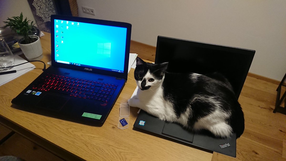 ArkusRabherr's tweet photo. We need to use a second laptop as a distraction to be able to use the first one
#CatsOfTwitter #cats https://t.co/oH9hbeVzBY