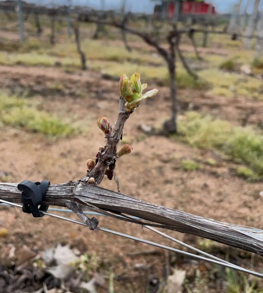 CaveVinescence's tweet photo. Ca pousse 🍇🌿
#vindubeaujolais #recolte2023 https://t.co/7YSOgQ09H7