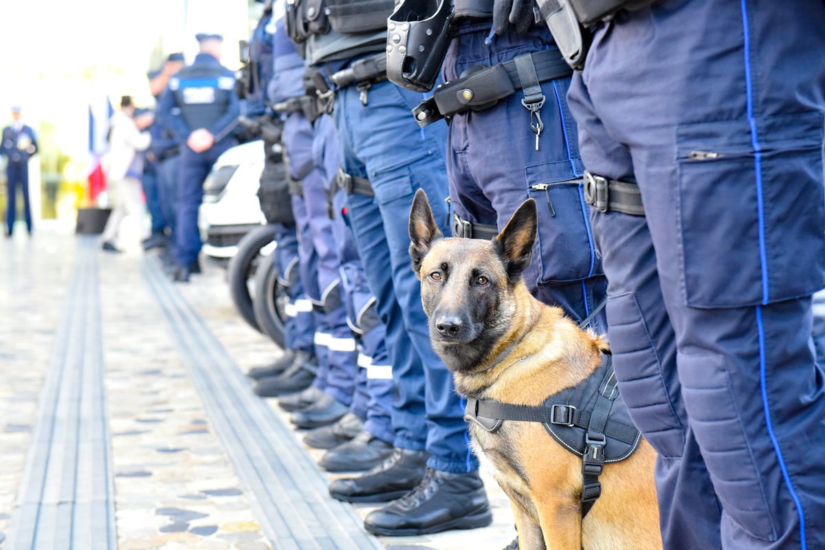 3/3
👮‍♂️🐶 Toujours dans cette optique d’assurer la protection de ces citoyens, une brigade cynophile sera créée au sein de la <a href="/PMMontpellier/">Police Municipale de Montpellier</a>.
🚨 Elle sera équipée de 4 maîtres-chiens de défense/intervention formés et qui interviendraient dans le centre-ville.