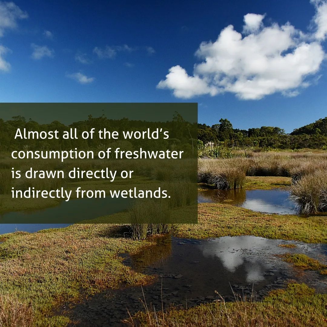 WetlandsInt's tweet photo. The climate crisis is a water crisis. And a world without wetlands is a world without freshwater. Restoring degraded wetlands can help us mitigate the worst water-related climate catastrophes like floods and droughts. #WaterAction #GenerationRestoration #climatechange https://t.co/rkFwNspLEG