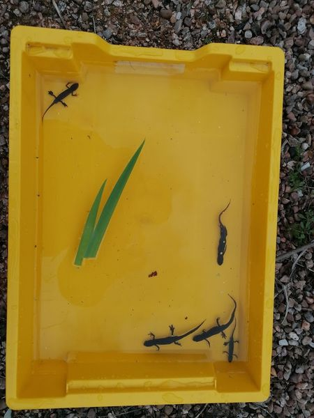 Brixington Academy tweet media