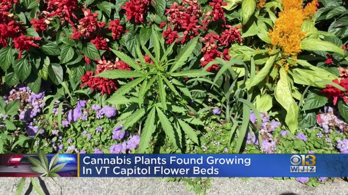 BellaLaRue1's tweet photo. #AmongTheSpringFlowersISee WEEDs https://t.co/nRBs21pxab