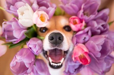 katzz77's tweet photo. #AmongTheSpringFlowersISee the cutest lil face https://t.co/LLAbp5yTL6