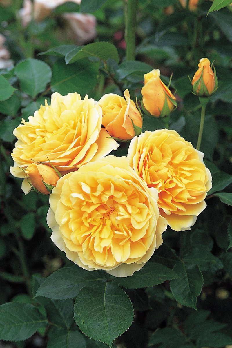 jaguarjin's tweet photo. #AmongTheSpringFlowersISee in mum’s garden “One Rainy Wish”
🎶 Golden rose, the color of the dream I had
Not too long ago
A misty blue and the lilac too
A never to grow old.
A there you were under the tree of song🎶🎶
(Jimi Hendrix) https://t.co/ewrBBRtESn