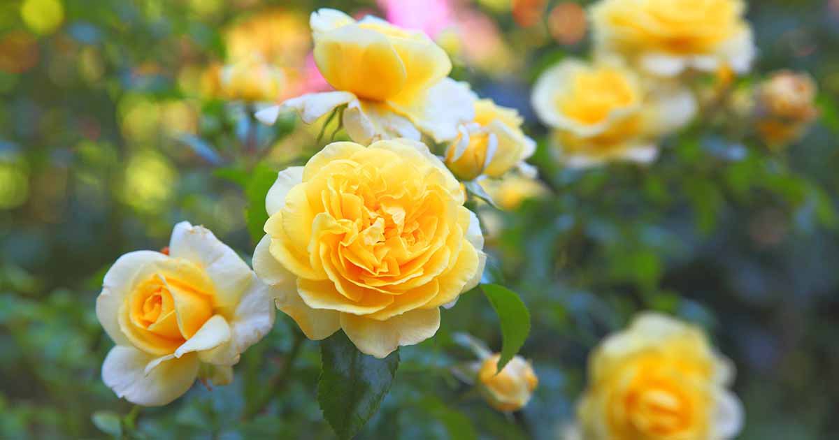 jaguarjin's tweet photo. #AmongTheSpringFlowersISee in mum’s garden “One Rainy Wish”
🎶 Golden rose, the color of the dream I had
Not too long ago
A misty blue and the lilac too
A never to grow old.
A there you were under the tree of song🎶🎶
(Jimi Hendrix) https://t.co/ewrBBRtESn
