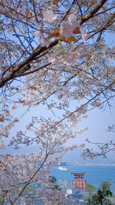 先日のお花見旅宮島 