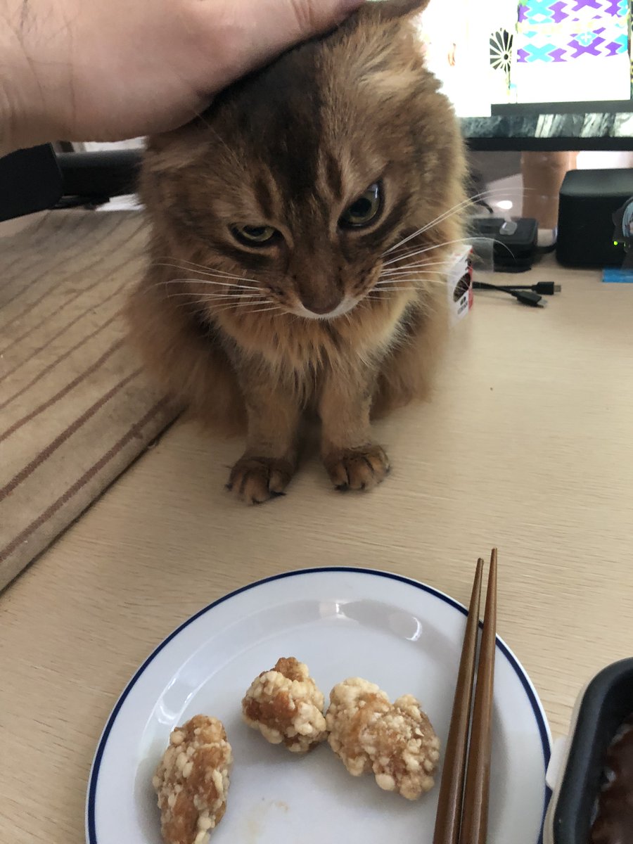 竜田揚げ食べたすぎてアシリパさんみたいな顔になるキャット 
