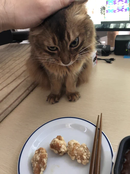 竜田揚げ食べたすぎてアシリパさんみたいな顔になるキャット 