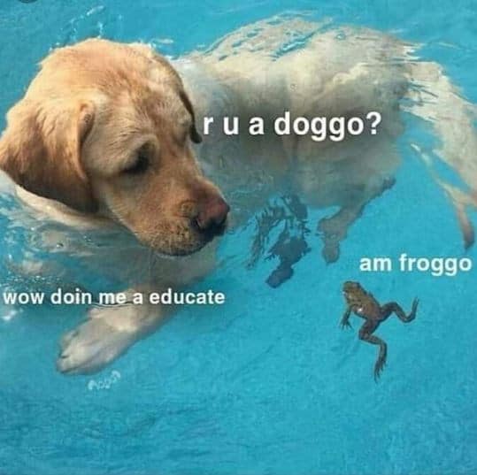WholesomeMemes tweet media