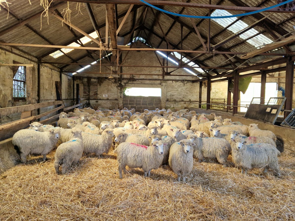 FarmersOfTheUK's tweet image. Early start loading 180 fat lambs ready for supermarket