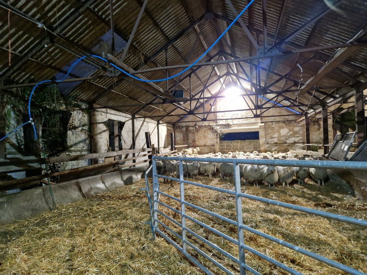 FarmersOfTheUK's tweet image. Early start loading 180 fat lambs ready for supermarket