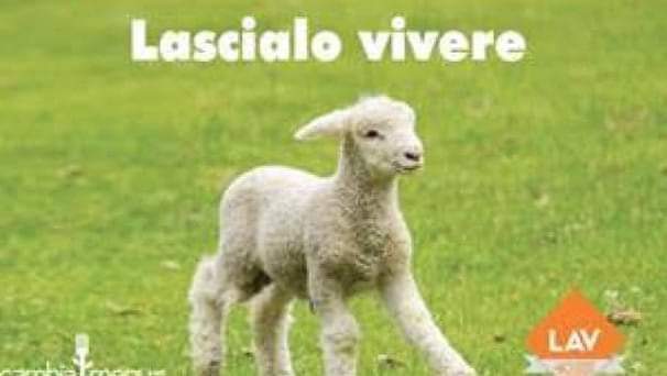 #Pasqua2023: migliaia di agnelli macellati per la nostra tavola. Basta animali uccisi!💔

Con <a href="/FunnyVegAcademy/">FunnyVeg</a> abbiamo proposto rivisitazioni vegan della tradizione e ricette nuove, sfidanti e ghiotte, tutte #crueltyfree.

Scoprile qui!👇<a href="/cambiamenu/">LAV Cambiamenu</a>
cambiamenu.it/menu/Pasqua-20…