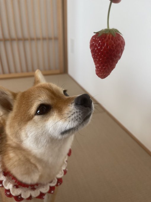 石上ひなののTwitter画像24