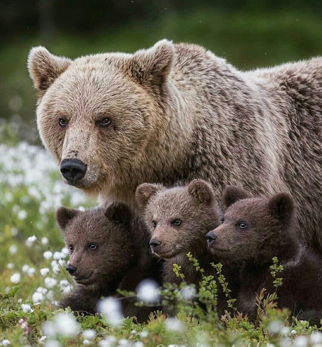 marie_nassar's tweet photo. Good morning Twitter-Friends…Happy Tuesday🌷🐻🐻🐻💗
#TuesdayMorning 🌷 #CoffeeTime ☕️ #SpringVibes 🌸 #AnimalLovers 💗 #StayPositive 🌼 #Peace 🕊️ https://t.co/0i4L7ZTpzQ