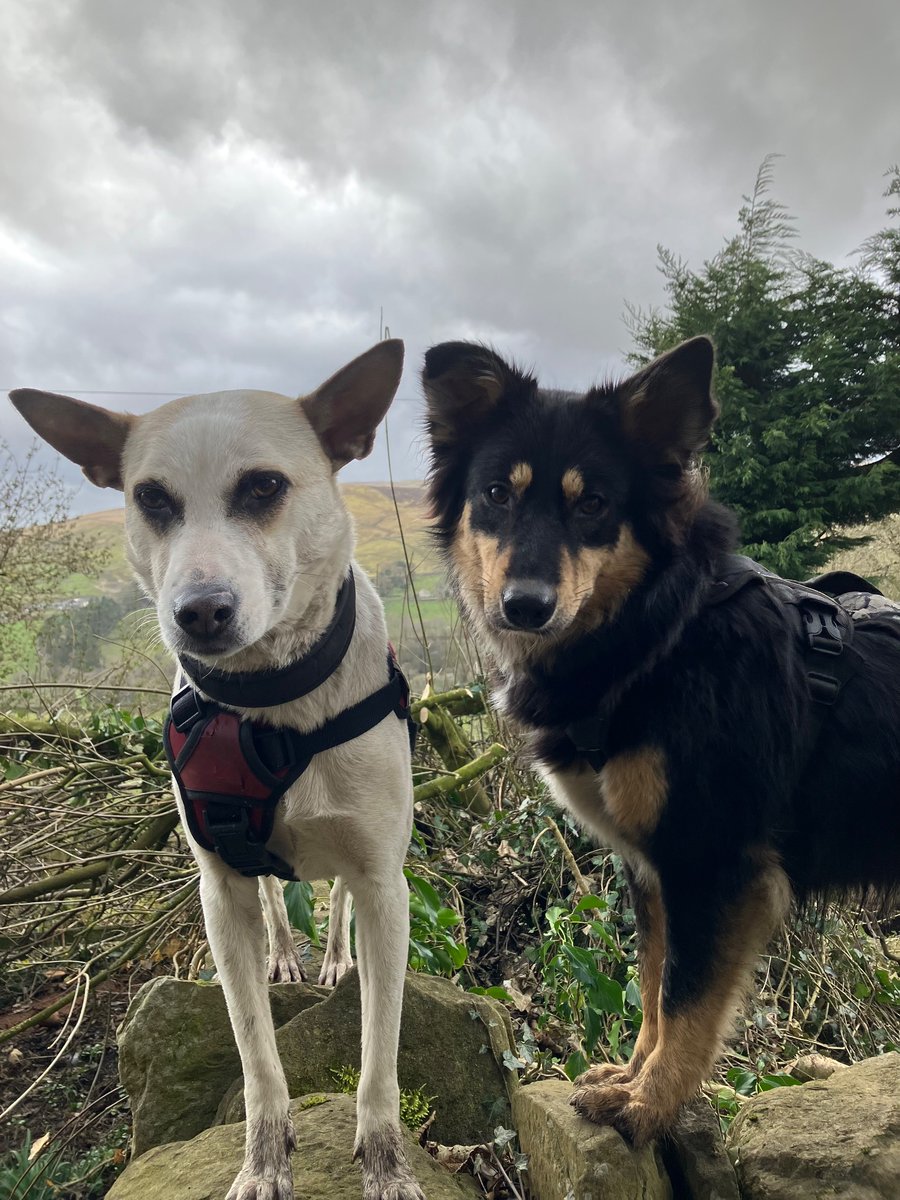 Sugar the growler-Vibuk tweet media