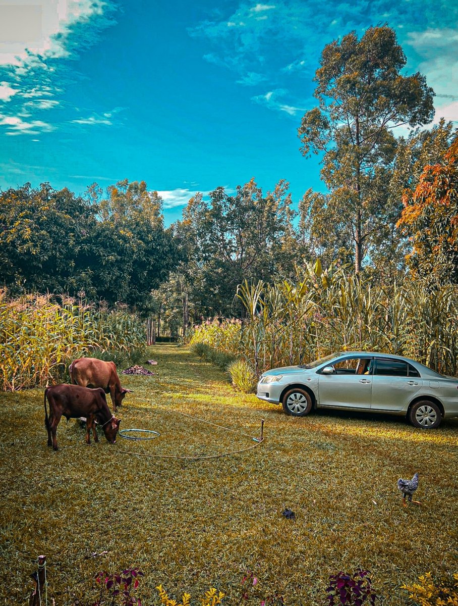 Mchinagraphics's tweet photo. #pichazasimu
#gpixel
#lightroom https://t.co/2sfHwSx9FM