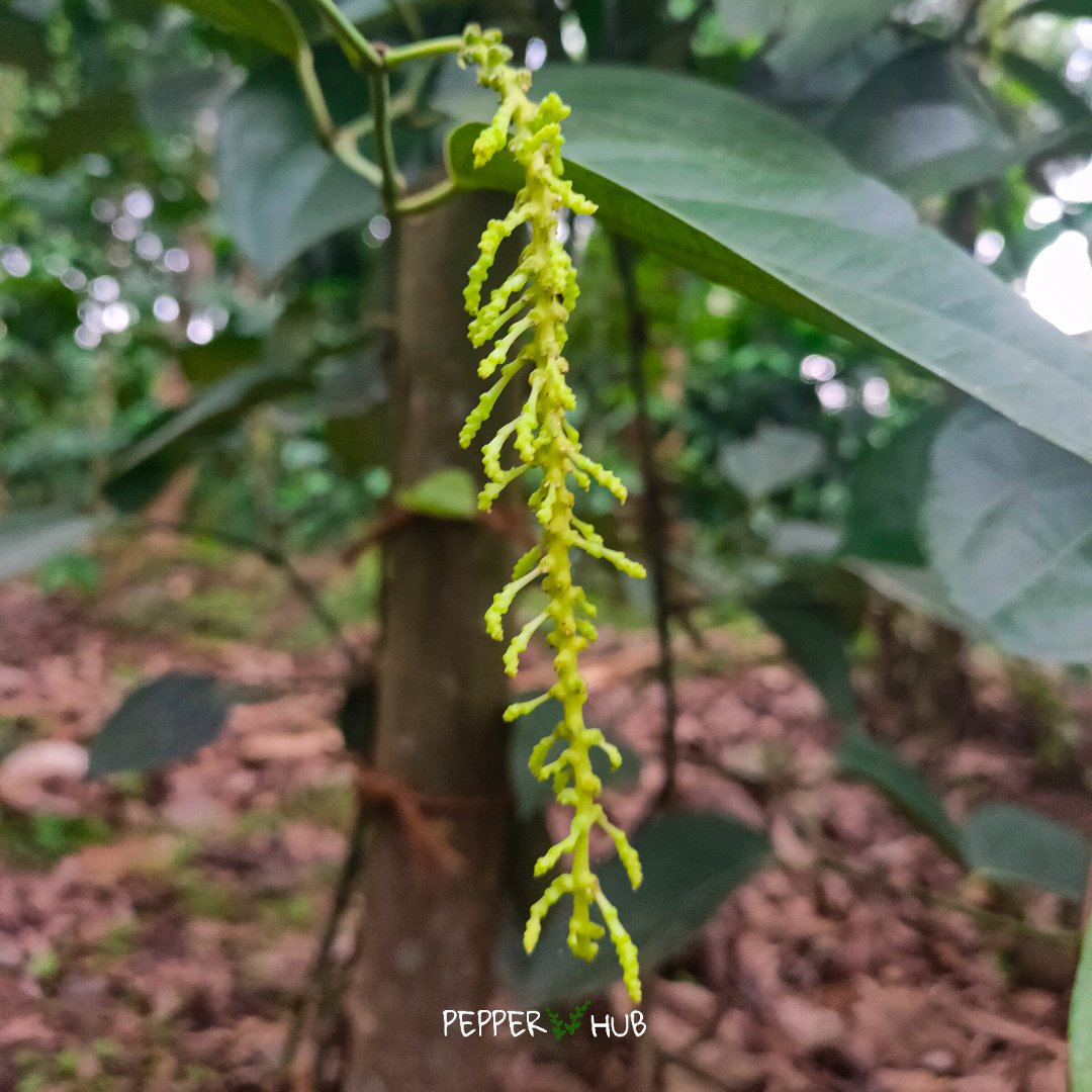 hubpepper's tweet photo. First highly spiked vine of Pepper Thekkan plant. Pepper Thekkan plants are know for its highly spiked nature.
Buy best quality pepper Thekkan plants online 👇
https://t.co/z7ntJlPAwW
#pepperhub #pepperthekkan #thekkan #blackpepper #blackpepperplants #thekkanpepper https://t.co/hBsiR5hCS4