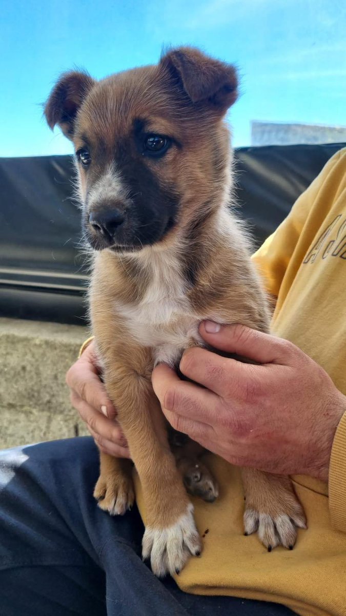 life4pitbulls tweet picture