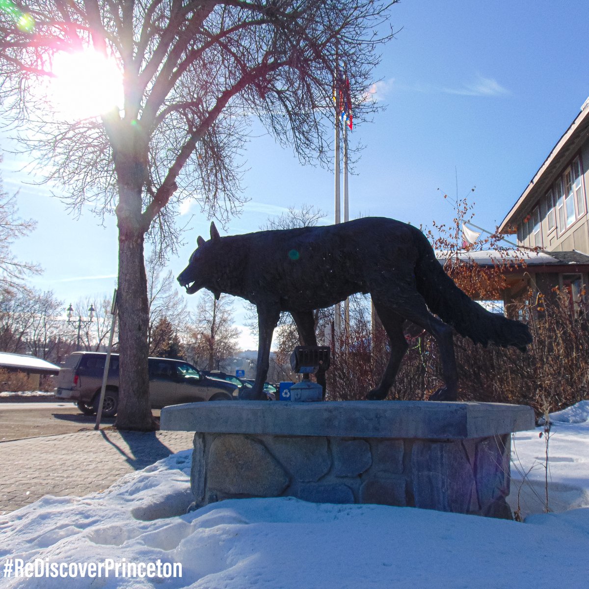 🐕 🌲 Take a spring walk and check the Bronze Sculpture Tour. Did you know the colour and texture of the coyote's fur vary somewhat geographically. #rediscoverprinceton #princetonbc #townofprincetonbc #cityhall #bcliving #similkameenvalley #tulameen #sculpture #canadianart🌲 📸