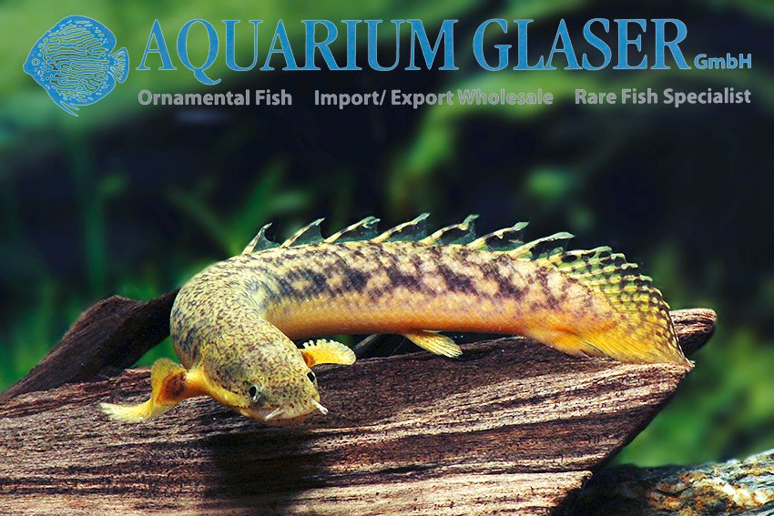 aquariumglaser's tweet image. #Polypterus #palmas
find more details and pics @ facebook.com/AquariumGlaser/