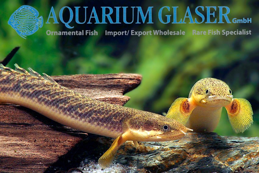 aquariumglaser's tweet image. #Polypterus #palmas
find more details and pics @ facebook.com/AquariumGlaser/