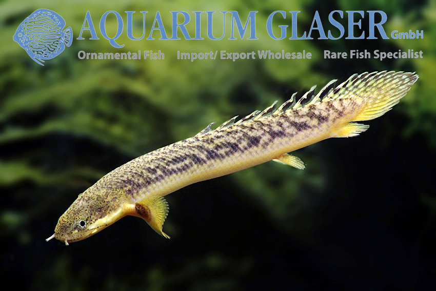 aquariumglaser's tweet image. #Polypterus #palmas
find more details and pics @ facebook.com/AquariumGlaser/
