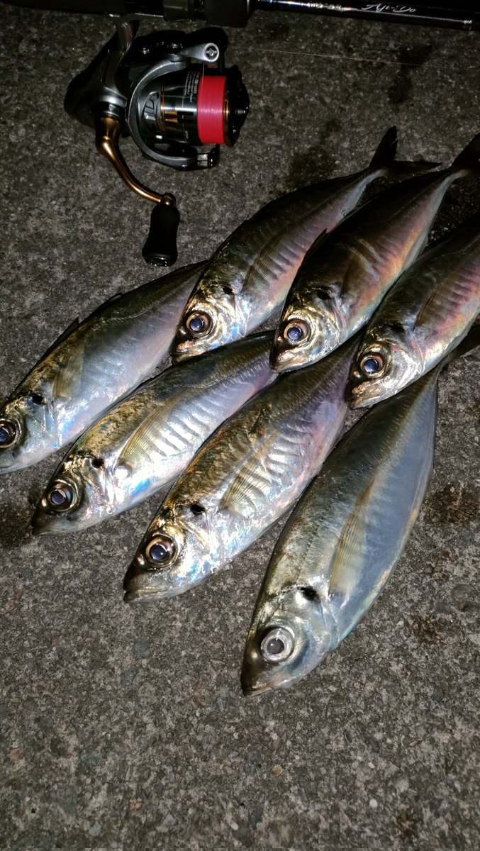 😺が恋しそうだったから半分お裾分け。ご馳走だろうなぁ。5分に1本テンポの良い釣り🌔
#アジング #スッキリ