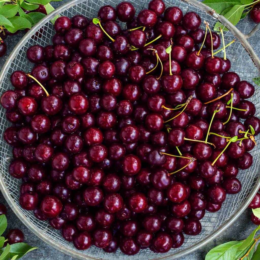 The hub of cherry cultivation is Narkanda, Kotgarh, Kotkhai and Thanedar in upper Shimla. Cherry varieties like ''Dero nero','Stella','Merchant 'Bing Cherries' and 'celsius',which have a longer shelf life, would command a good demand.