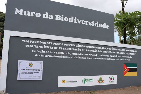 WCSMozambique's tweet photo. Maputo Biodiversity Wall inaugurated by the Minister of Land and Environment
The project is an initiative of the company Reciclagem e Serviços, which sourced funding support from organisations including #theWCS.
https://t.co/BZQdkPdOmC https://t.co/YUQiz4HDg8