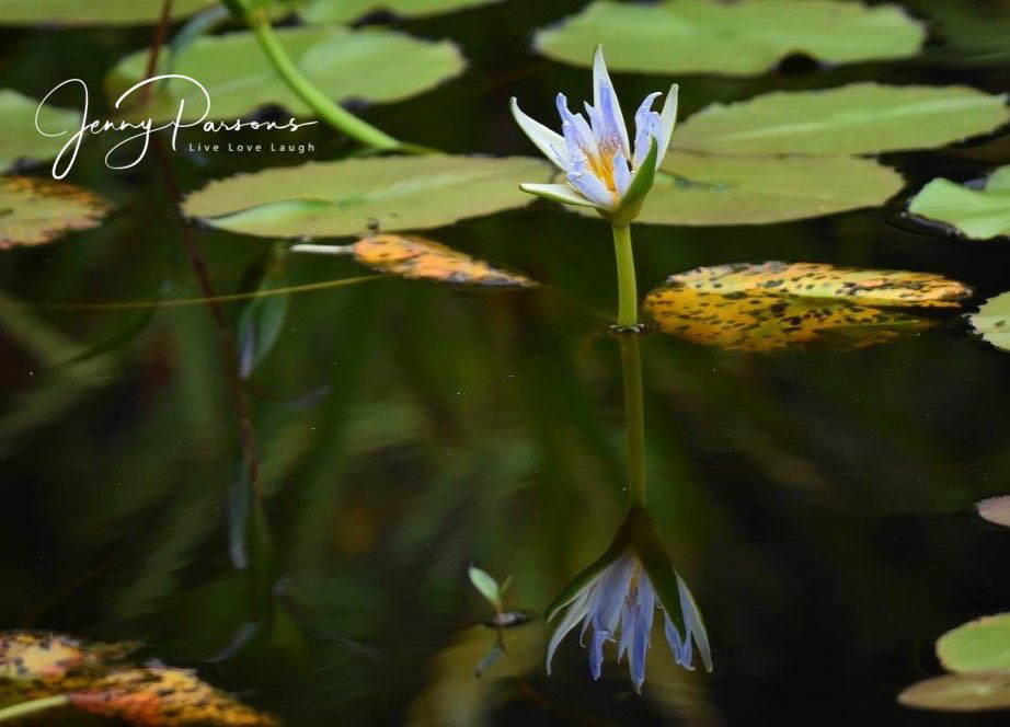 Reflections on the water! Spending time at the pond where the stillness is palpable and time slows. Cape River frog enjoying the quiet morning watching the dragonflies…

#nature #frog #naturelover #pringlebaynaturalist #pondlife #TwitterNatureCommunity #biodiversity