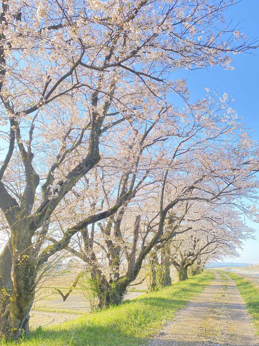 pbmToyama's tweet photo. 家族でお花見行ってきました🚗 ³₃
写真は一眼レフ持ってる人らの中に
混じってがち勢で撮ってきた笑

https://t.co/zDXVBs5mll
公式LINE
https://t.co/4OopNzHZJh
☎︎08070275819 https://t.co/tzMHkag73A