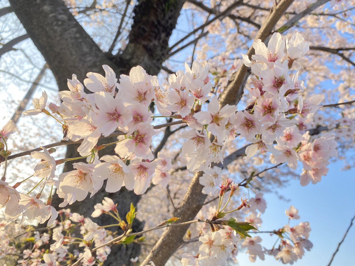pbmToyama's tweet photo. 家族でお花見行ってきました🚗 ³₃
写真は一眼レフ持ってる人らの中に
混じってがち勢で撮ってきた笑

https://t.co/zDXVBs5mll
公式LINE
https://t.co/4OopNzHZJh
☎︎08070275819 https://t.co/tzMHkag73A