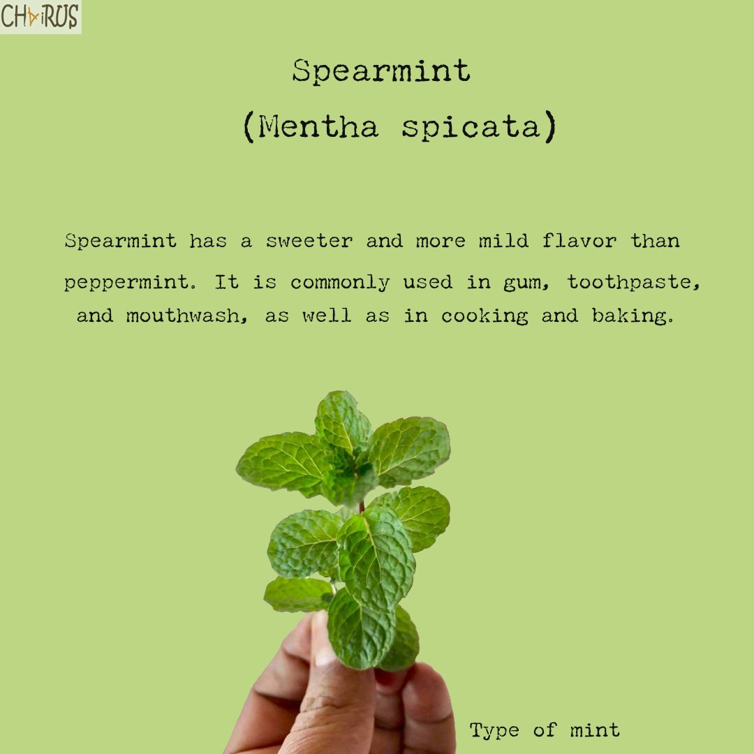 tweChairus's tweet photo. A sweeter and more mild flavor than #peppermint.

#mint #ayurveda #pepermint #tea #chai https://t.co/iwPaaj9IVv