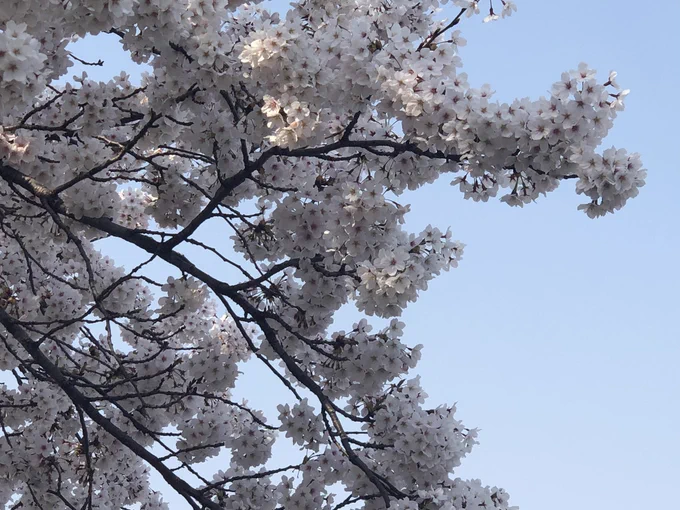 桜咲いてた 
