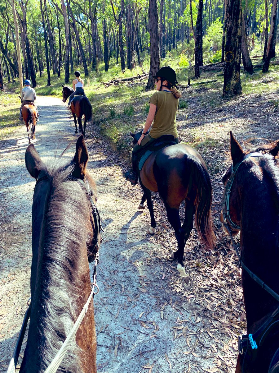 beyondracingtb's tweet photo. Beautiful day for a forest ride on Beyond Racing’s Lyn Shand’s off the tracks (plus a pony). #offthetrack #thoroughbred #exracehorse #lovethehorse https://t.co/Spoyw8eSsx
