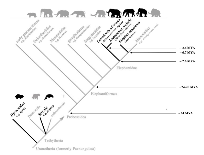 abenitezburraco's tweet photo. New @PNASNews paper👇
"Elephants as an animal model for self-domestication" with @Limor_Raviv @CCCAnimals @SarahLJacobson1 @DevoEvoMed 
👆 One important lesson: external triggers can promote prosocial behavior (e.g. lack of predators, or food availability)
https://t.co/BhuqFZgCHA https://t.co/pf7YhusX8y