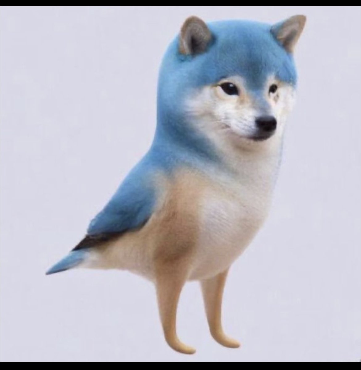 JaimilJoshi's tweet photo. How’s my New tweet .. I mean bite .. I mean tweet ..no no Bite ..

Ummm
Don’t know what to say ..
#twitterlogo #doge #dogecoin #dog #newlogo https://t.co/94mZO40igm