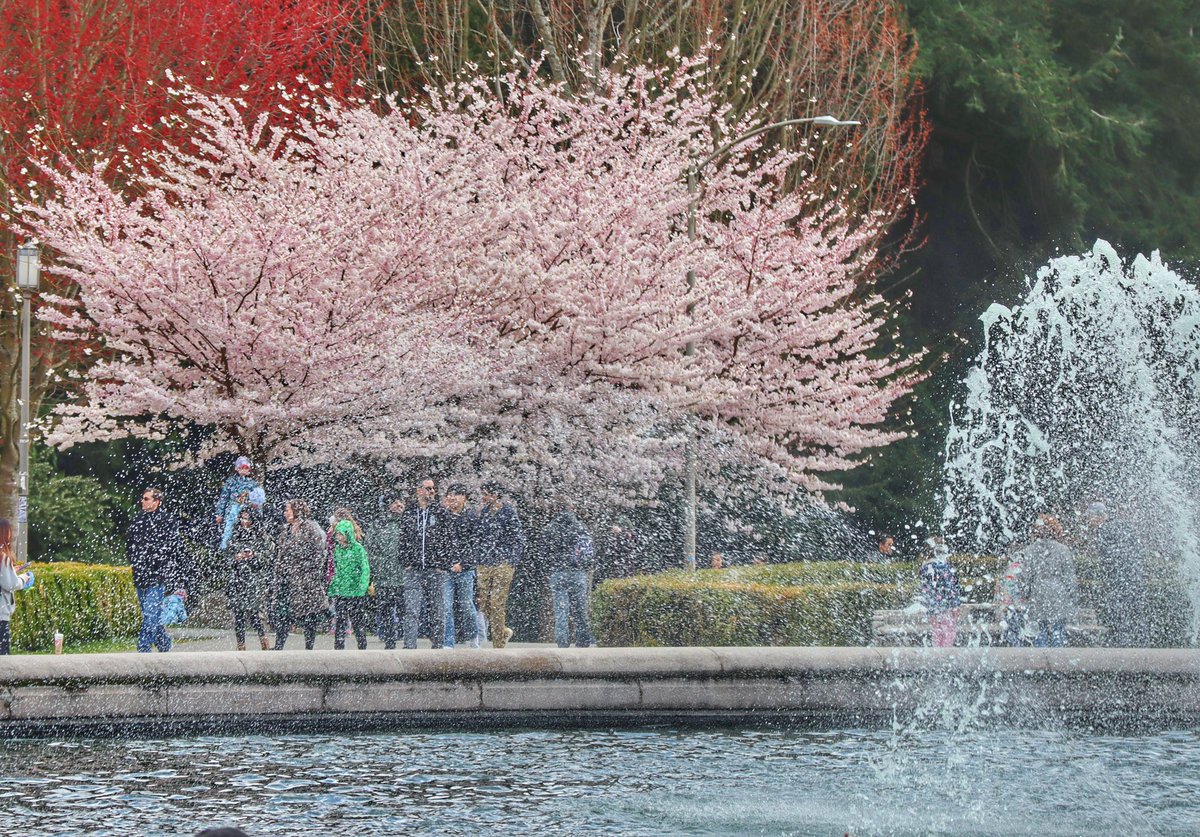 jamesjos_photog's tweet photo. UW Blossoms!🌸🌸 #Seattle #seattlelife #uwblossoms #komonews #sonorthwest #seattlespring https://t.co/9eminFpA5B