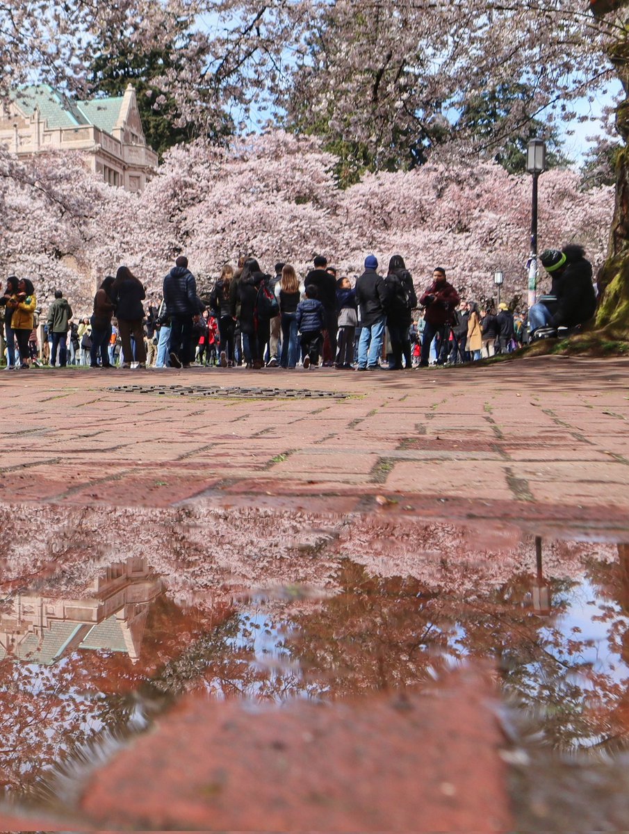 jamesjos_photog's tweet photo. UW Blossoms!🌸🌸 #Seattle #seattlelife #uwblossoms #komonews #sonorthwest #seattlespring https://t.co/9eminFpA5B