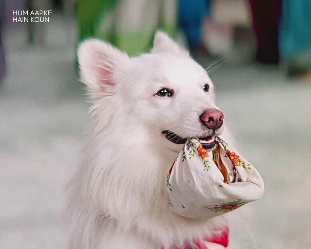 NetflixIndia's tweet photo. Doge replacing the Twitter logo doesn't come as a surprise to us. Doggos have always been the best at broadcasting important information 🥺 https://t.co/JJL38nA5Gw