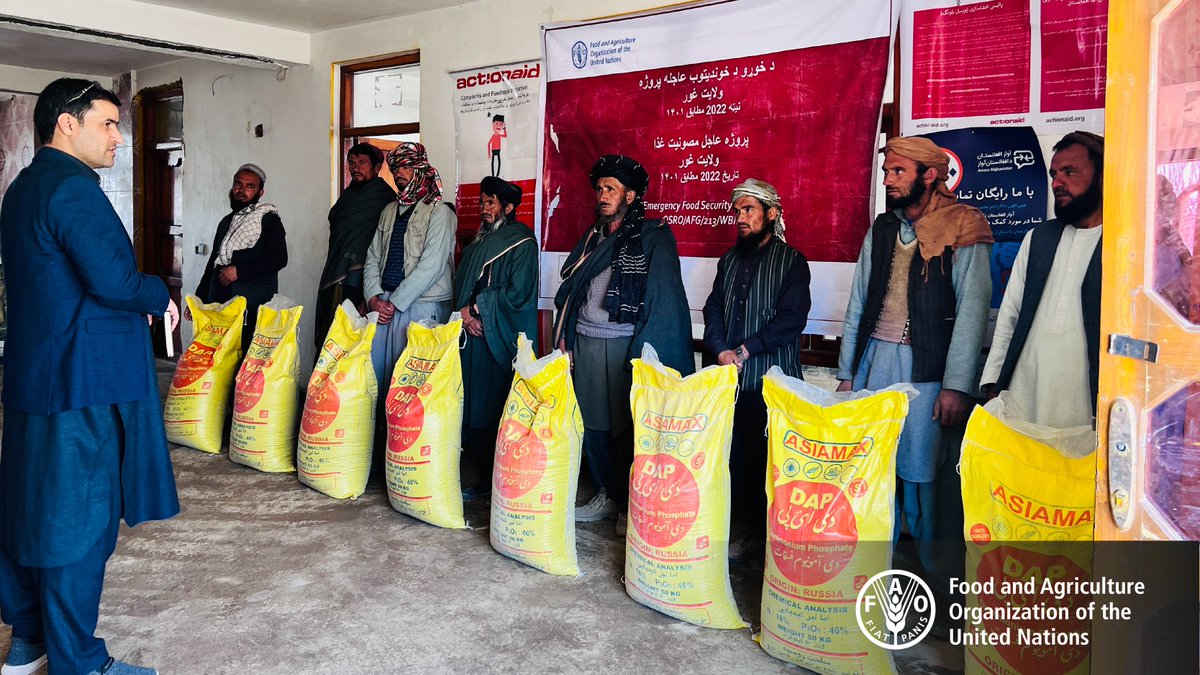 FAOAfghanistan's tweet photo. In Ghor Province, one of Afghanistan's most vulnerable and isolated provinces, we provided 8,000 families with 40 MT of DAP fertilizer - 50 kg each- just in time for spring season cultivation.

💵@WorldBank

#FoodSecurity #ZeroHunger https://t.co/mSZ0a0i5ER
