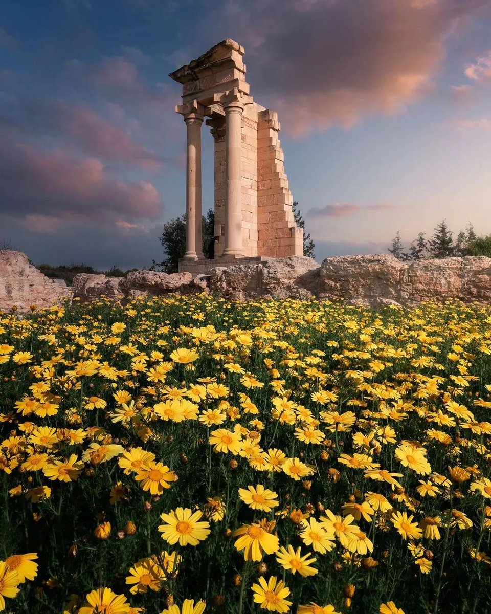 CyprusAlive's tweet photo. Ανακαλύψτε την Κύπρο μαζί μας 🇨🇾

📍 Ιερό του Απόλλωνα Υλάτη, Λεμεσός

🧷 Αρχικά, η περιοχή αποτελείτο από ένα ναό, ένα κυκλικό μνημείο, έναν επίσημο αρχαϊκό βωμό κι ένα αστυνομικό τμήμα της τότε εποχής.

📸 @evgeni.fab [IG]

#CyprusAlive #Limassol #Cyprus https://t.co/veIF0r6huf