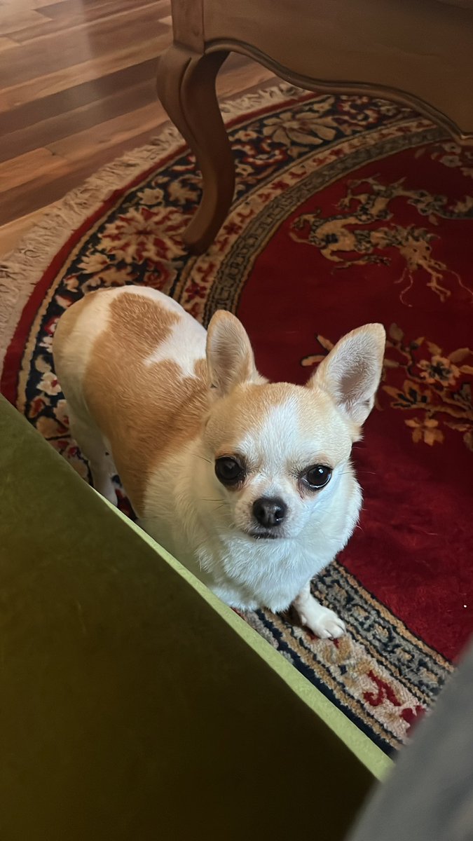 david_mindfreak's tweet photo. Anybody else have a tiny dog that stares at you like this and completely controls your every move? https://t.co/Ya8XLSdsC0